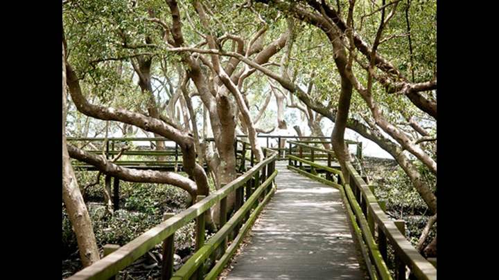 Mangrove Boardwalk